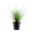 Eleocharis parvula Aqua Essentials
