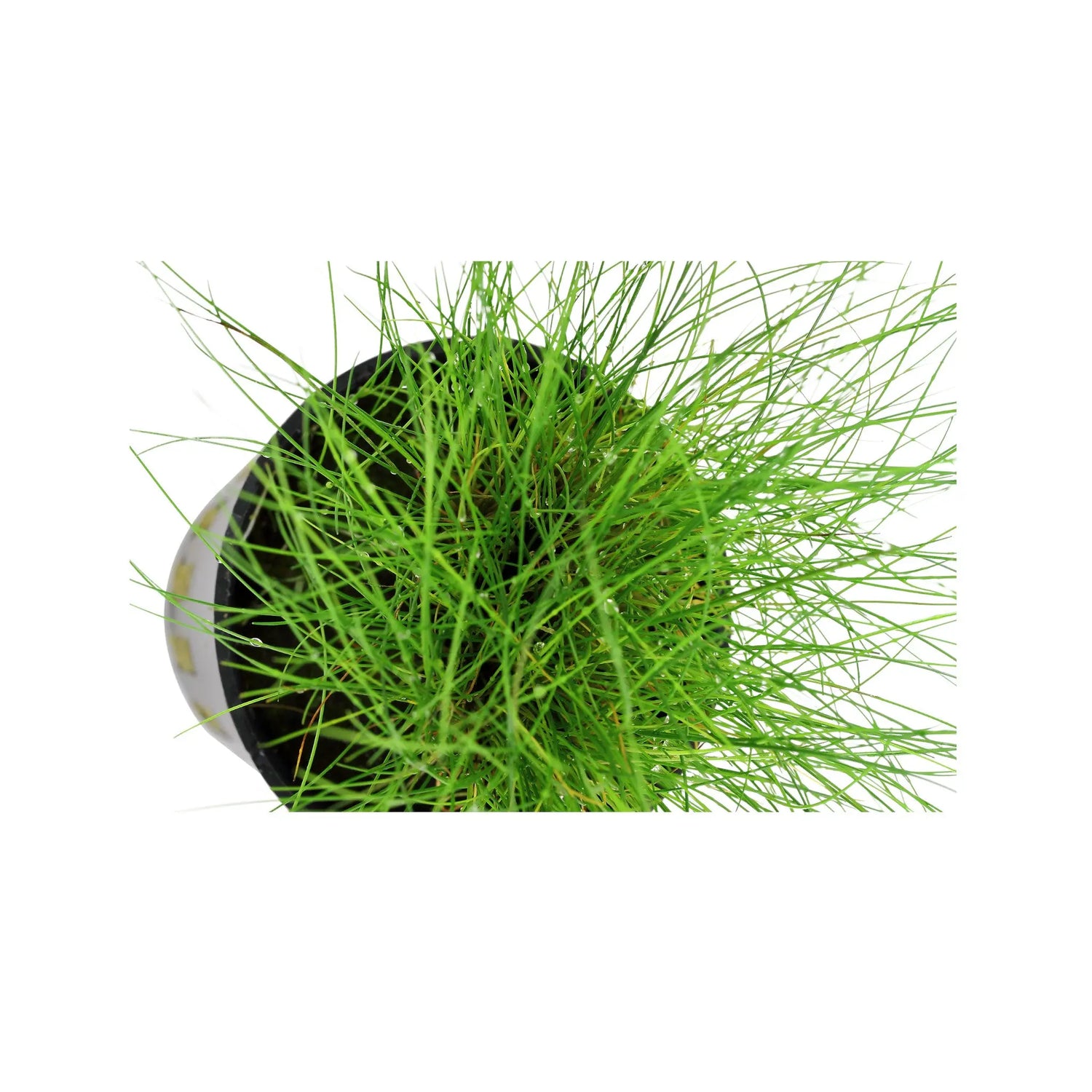 Eleocharis parvula Aqua Essentials