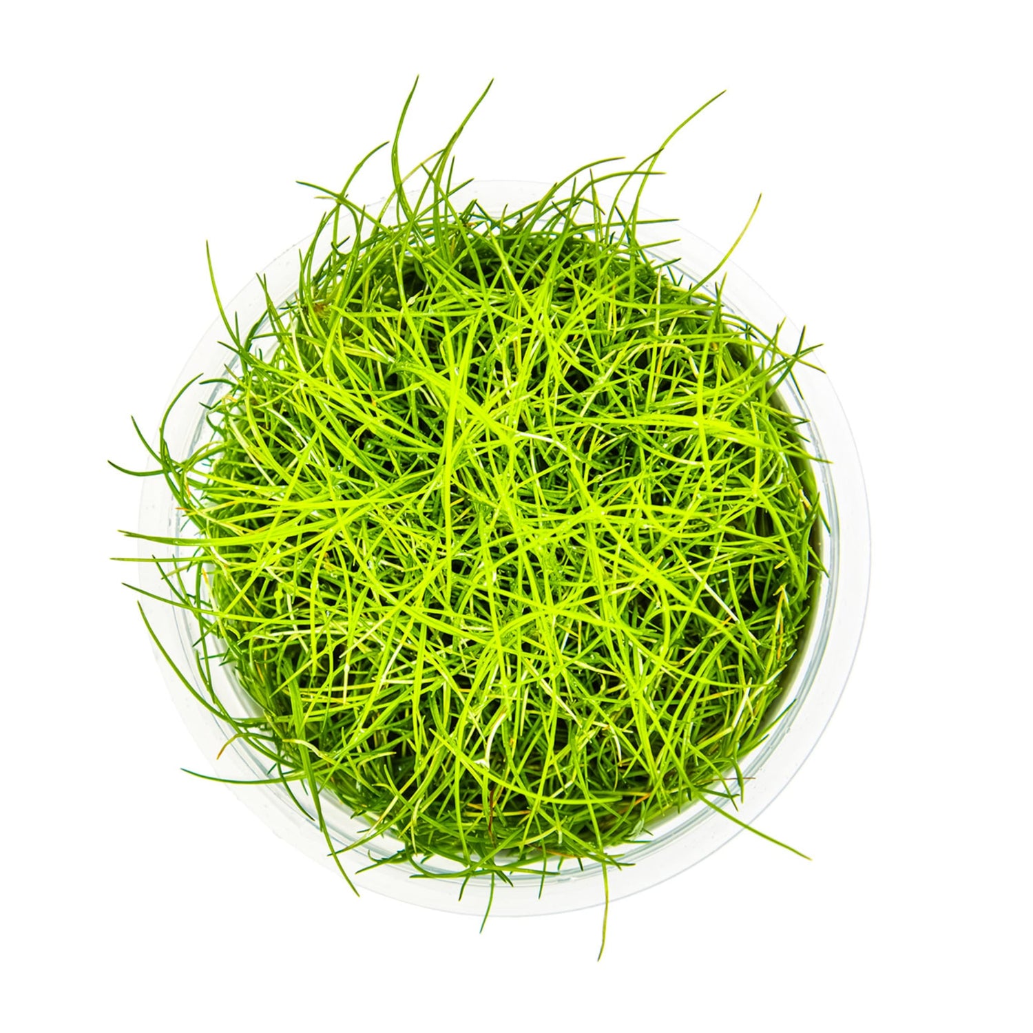 Tropica Eleocharis pusilla Mini 1-2-GROW!