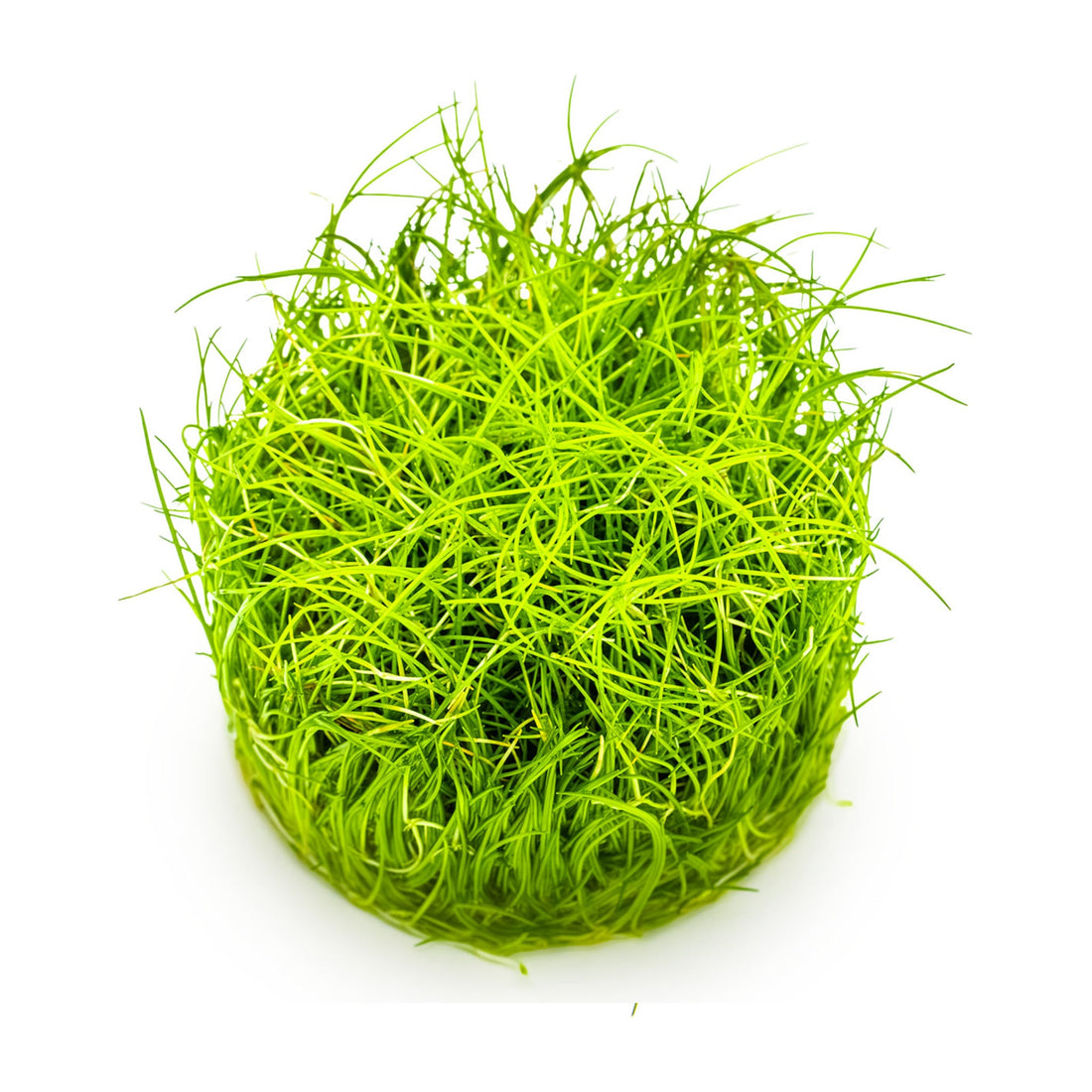 Tropica Eleocharis pusilla Mini 1-2-GROW!