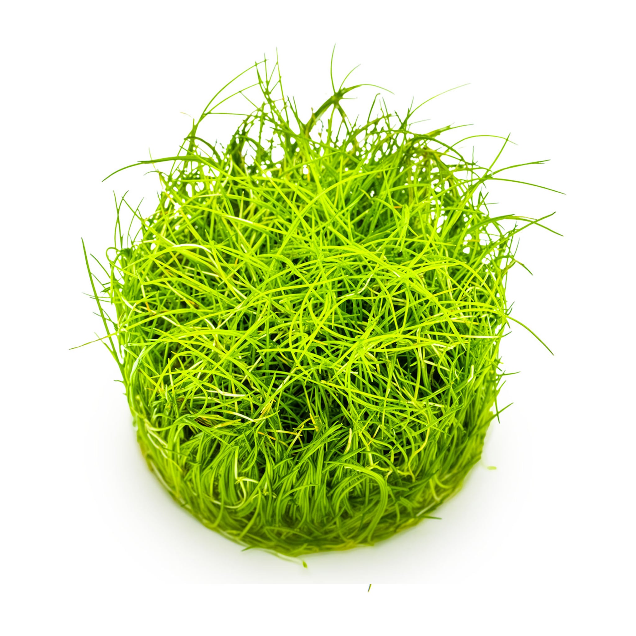 Tropica Eleocharis pusilla Mini 1-2-GROW!