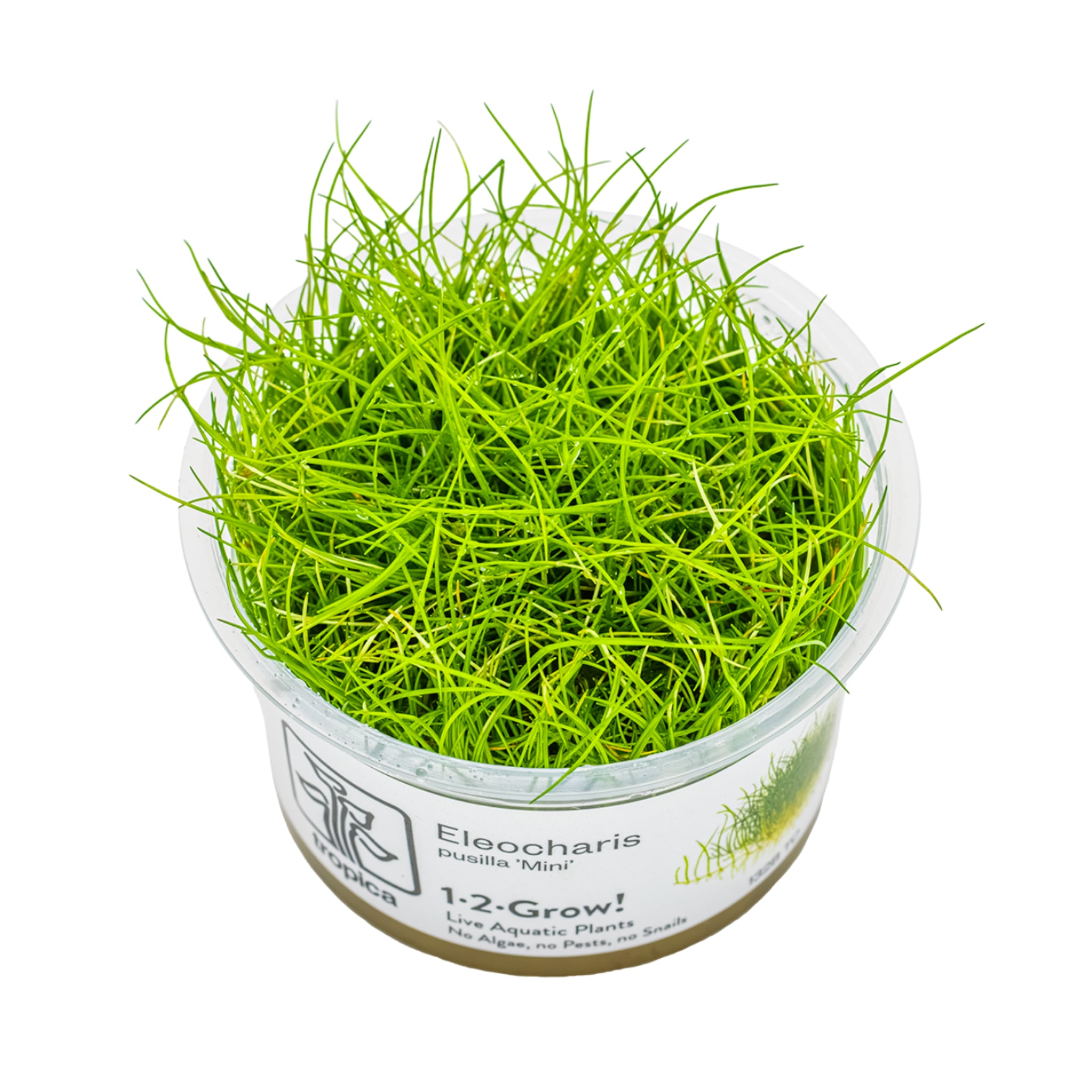 Tropica Eleocharis pusilla Mini 1-2-GROW!