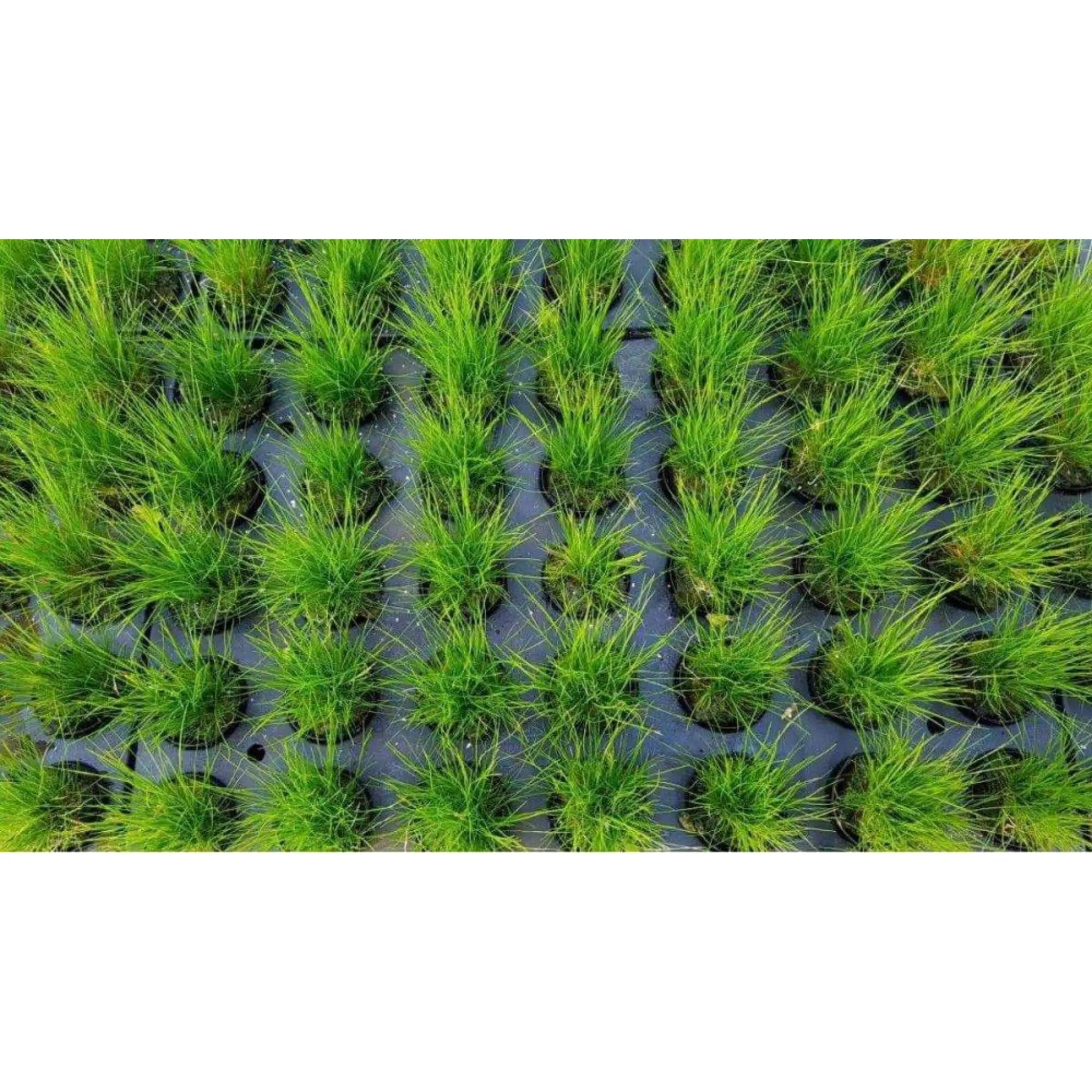 Eleocharis acicularis (dwarf hairgrass) - carpeting plant - Aqua Essentials