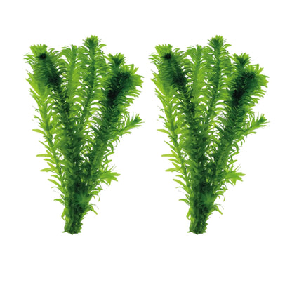 Elodea densa - 2 Bunches Aquafleur