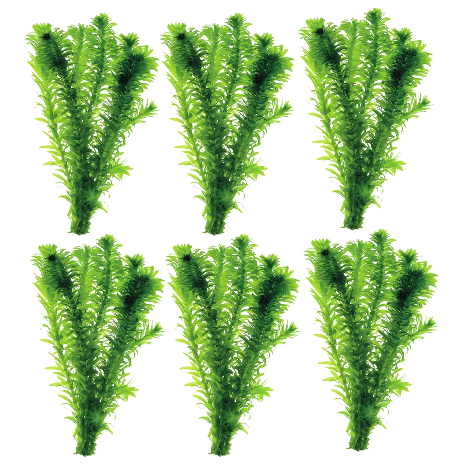 Elodea densa Bunch - Pack of 6 Aquafleur