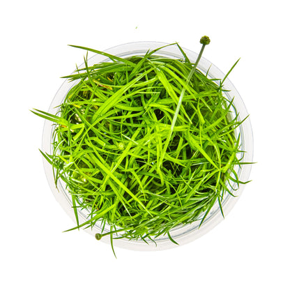 Tropica Eriocaulon cinereum 1-2-GROW!