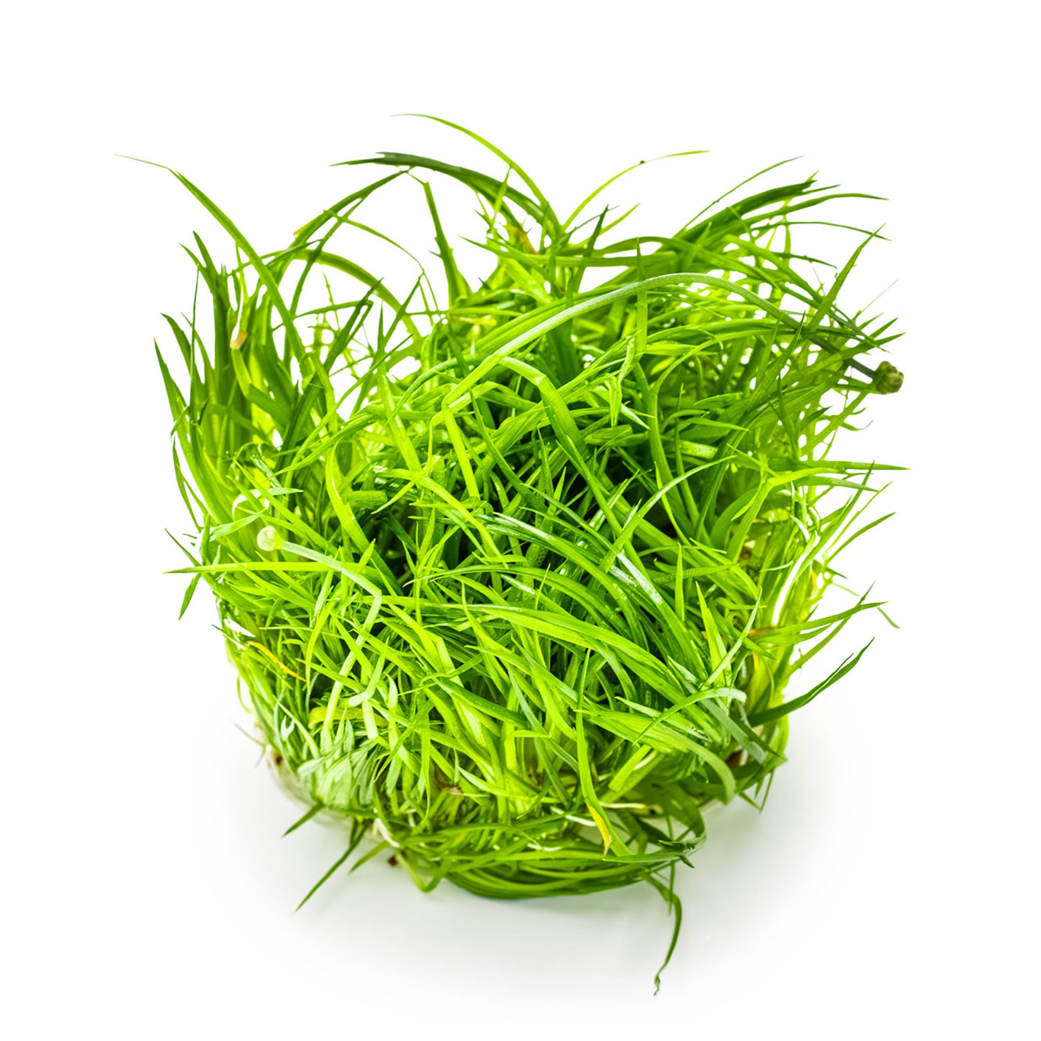 Tropica Eriocaulon cinereum 1-2-GROW!