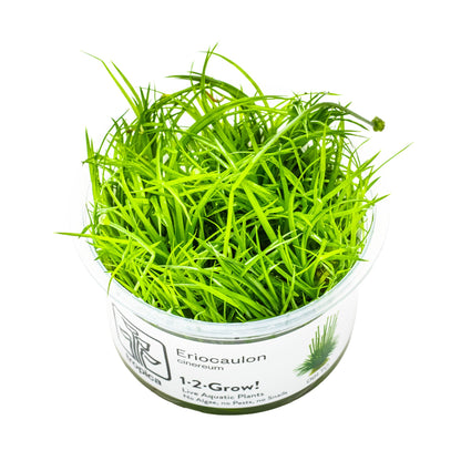 Tropica Eriocaulon cinereum 1-2-GROW!
