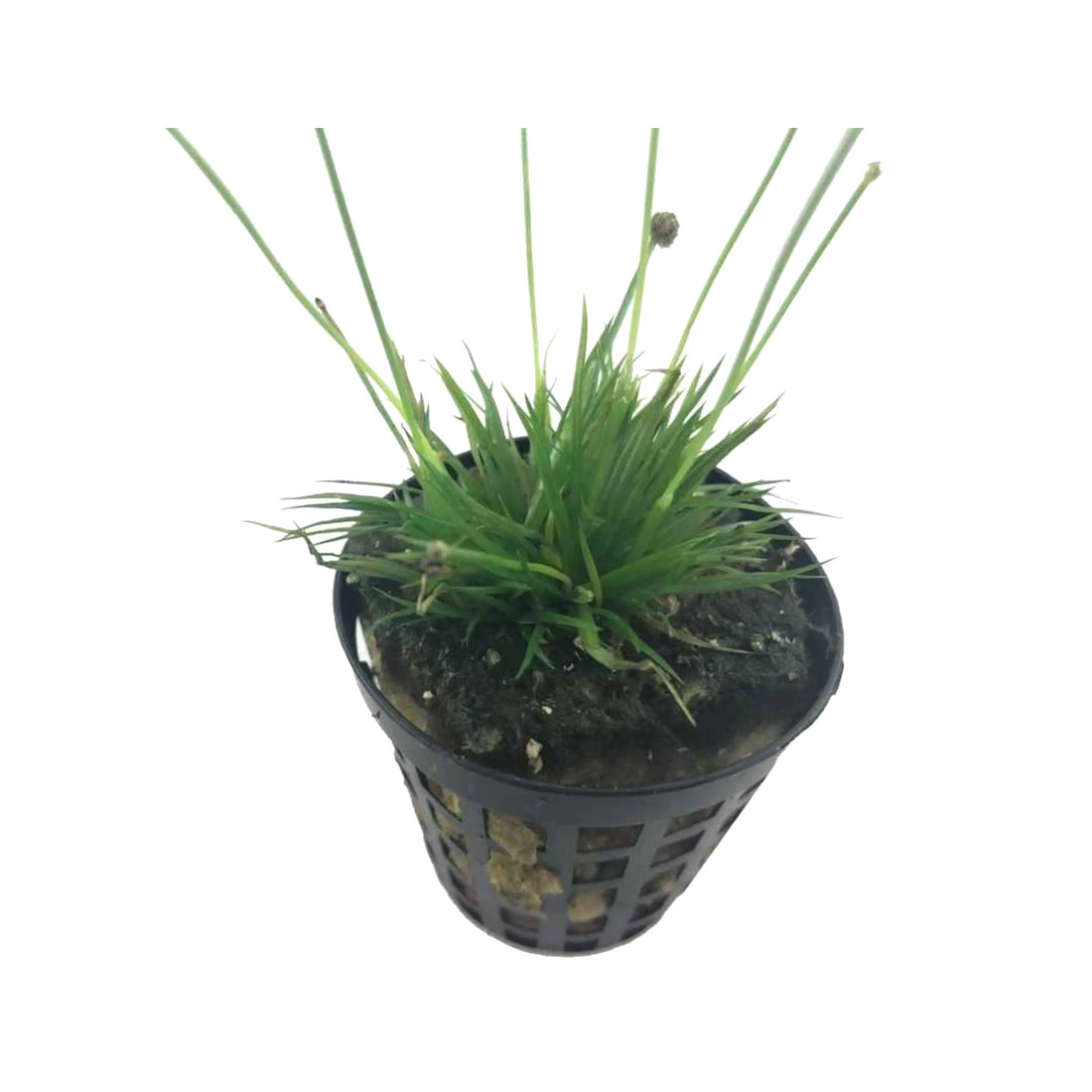 Eriocaulon cinereum
