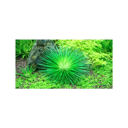 Eriocaulon cinereum