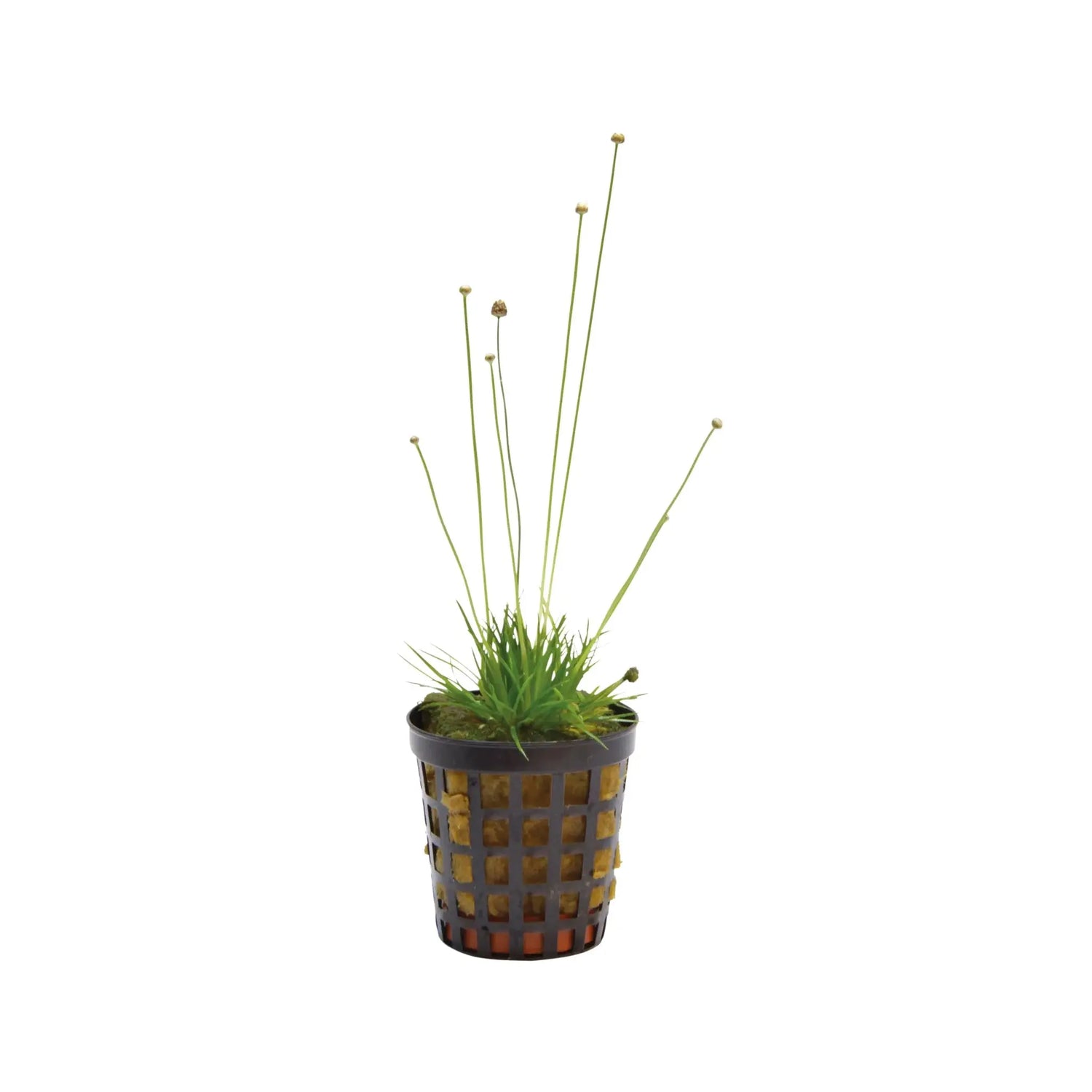 Eriocaulon cinereum Aqua Essentials