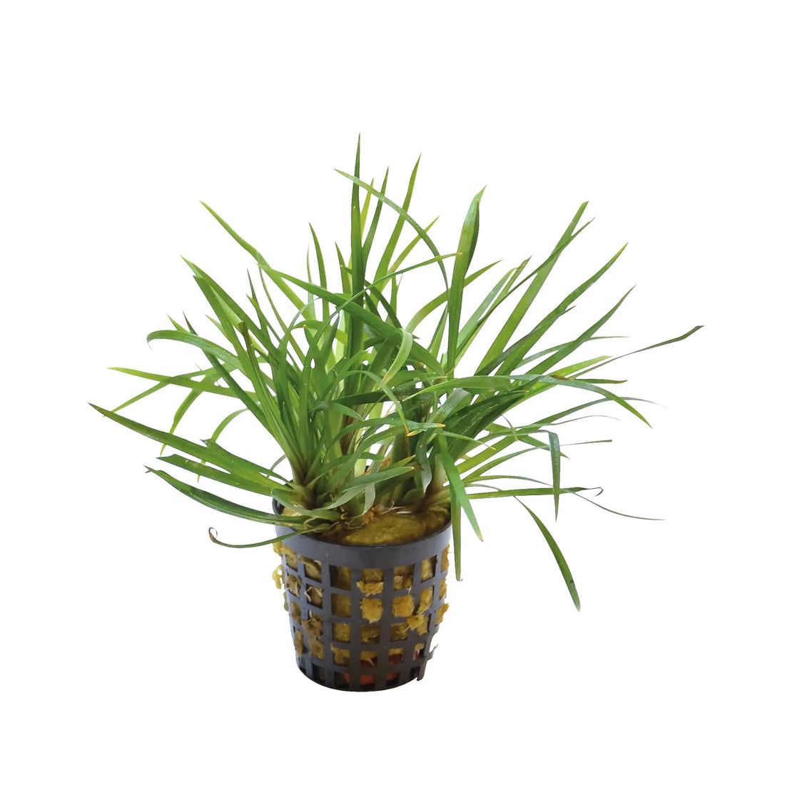 Eriocaulon sp Vietnam Aquafleur