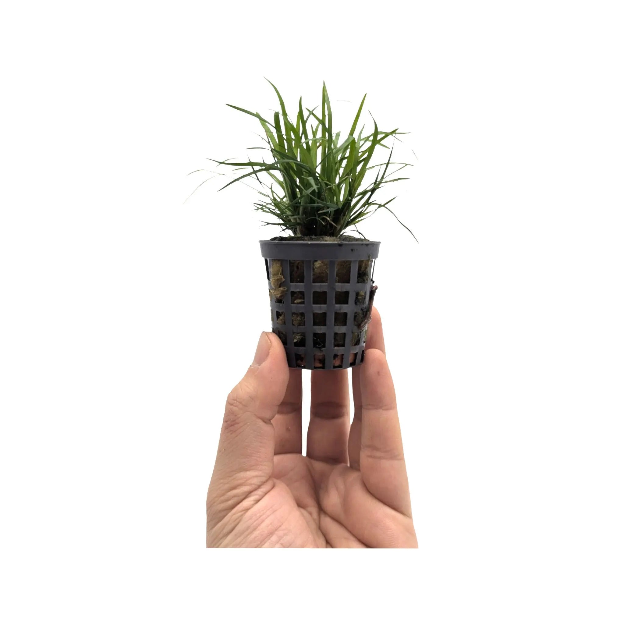 Eriocaulon sp Vietnam Aquafleur