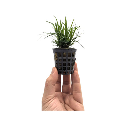 Eriocaulon sp Vietnam Aquafleur