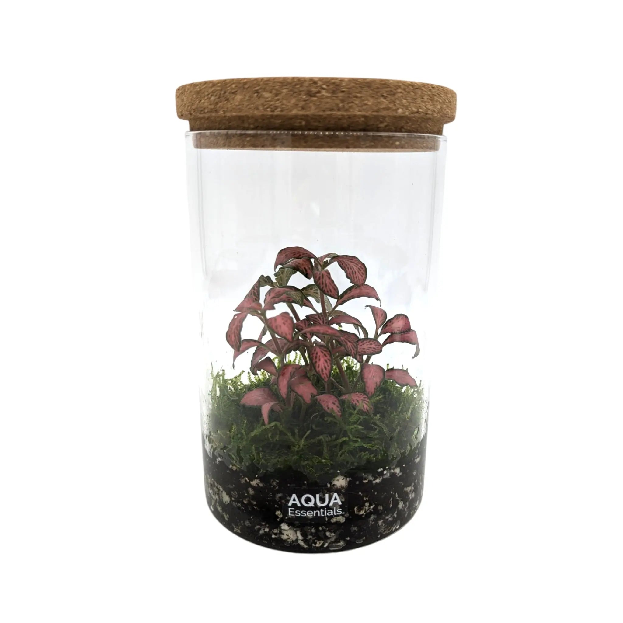 Fittonia Terrarium Aqua Essentials