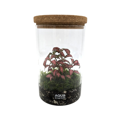 Fittonia Terrarium Aqua Essentials