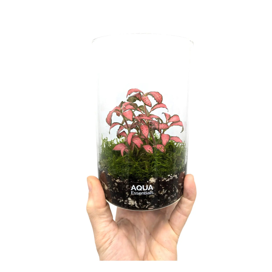 Fittonia Terrarium Aqua Essentials