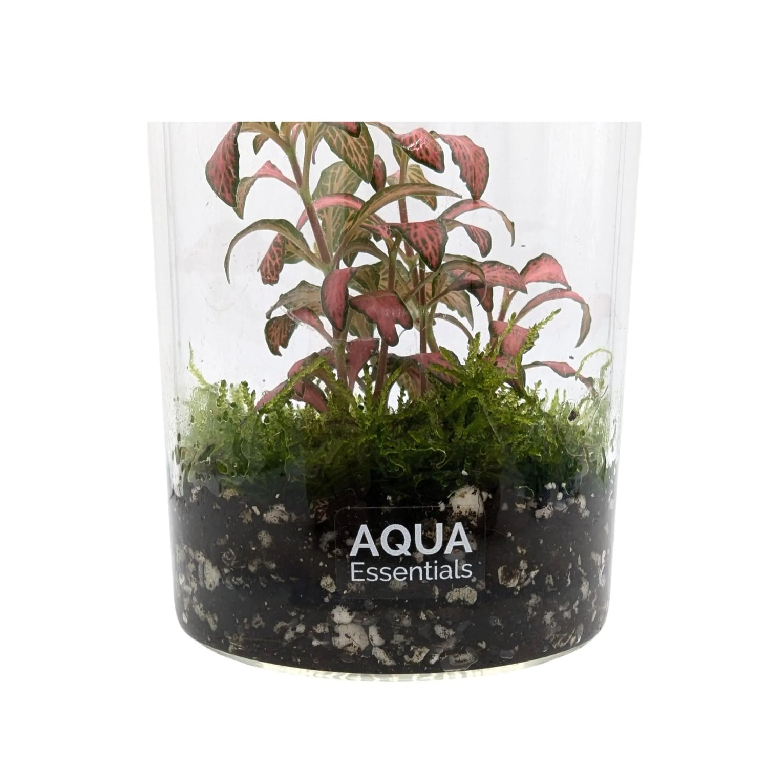 Fittonia Terrarium Aqua Essentials