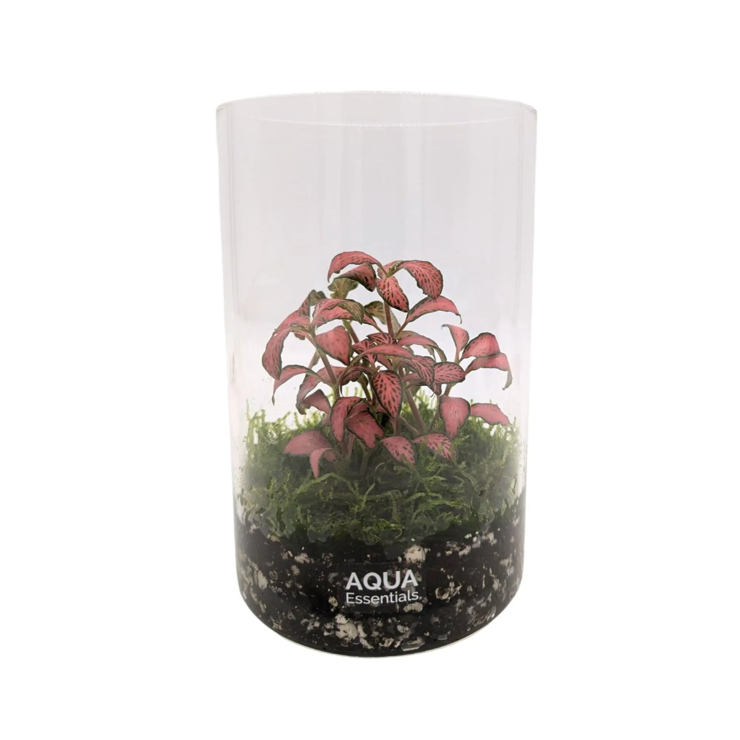 Fittonia Terrarium Aqua Essentials