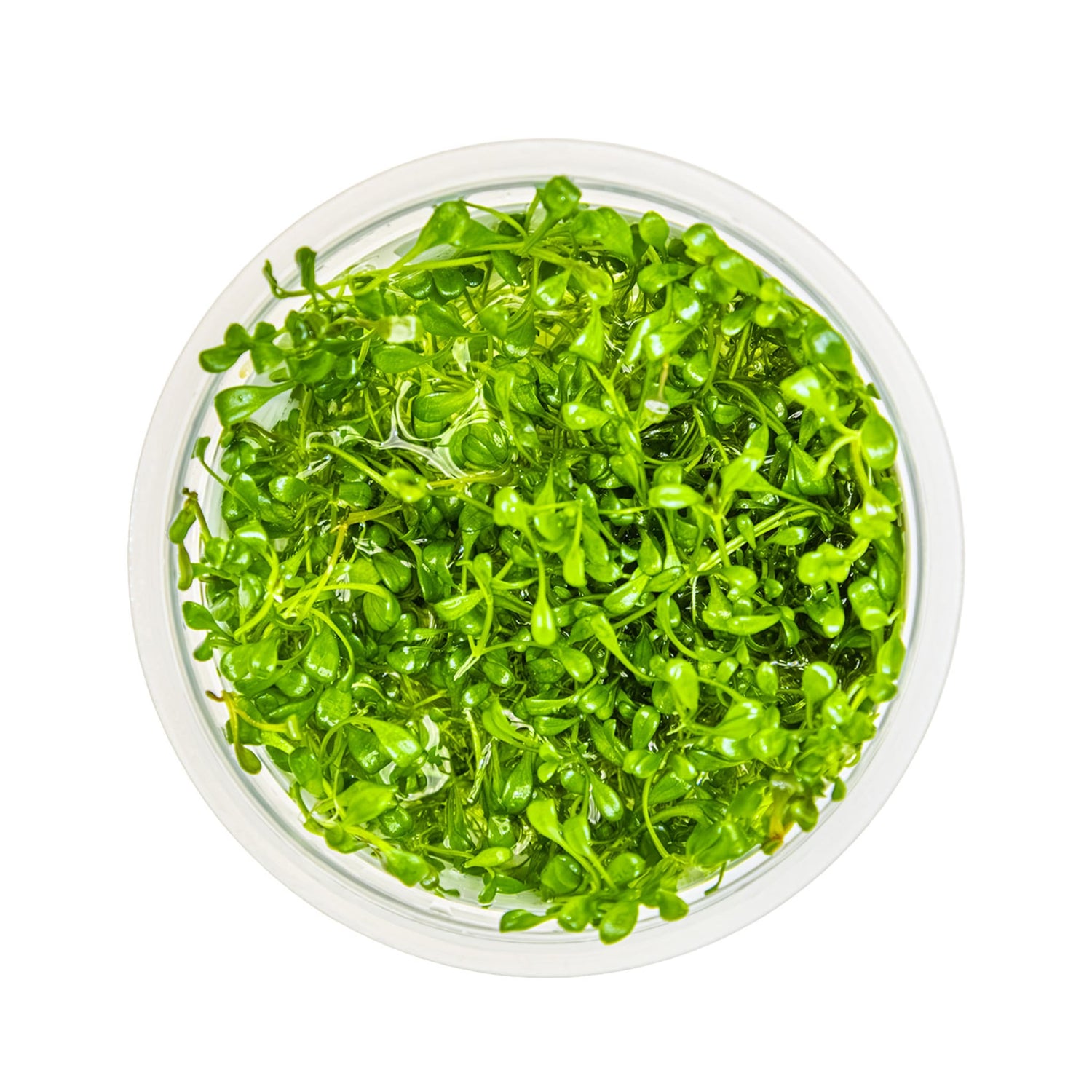 Tropica Glossostigma elatinoides 1-2-GROW!