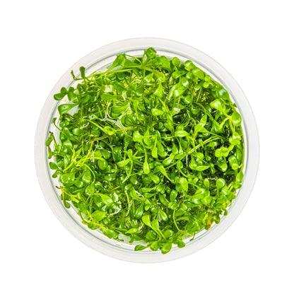 Tropica Glossostigma elatinoides 1-2-GROW!