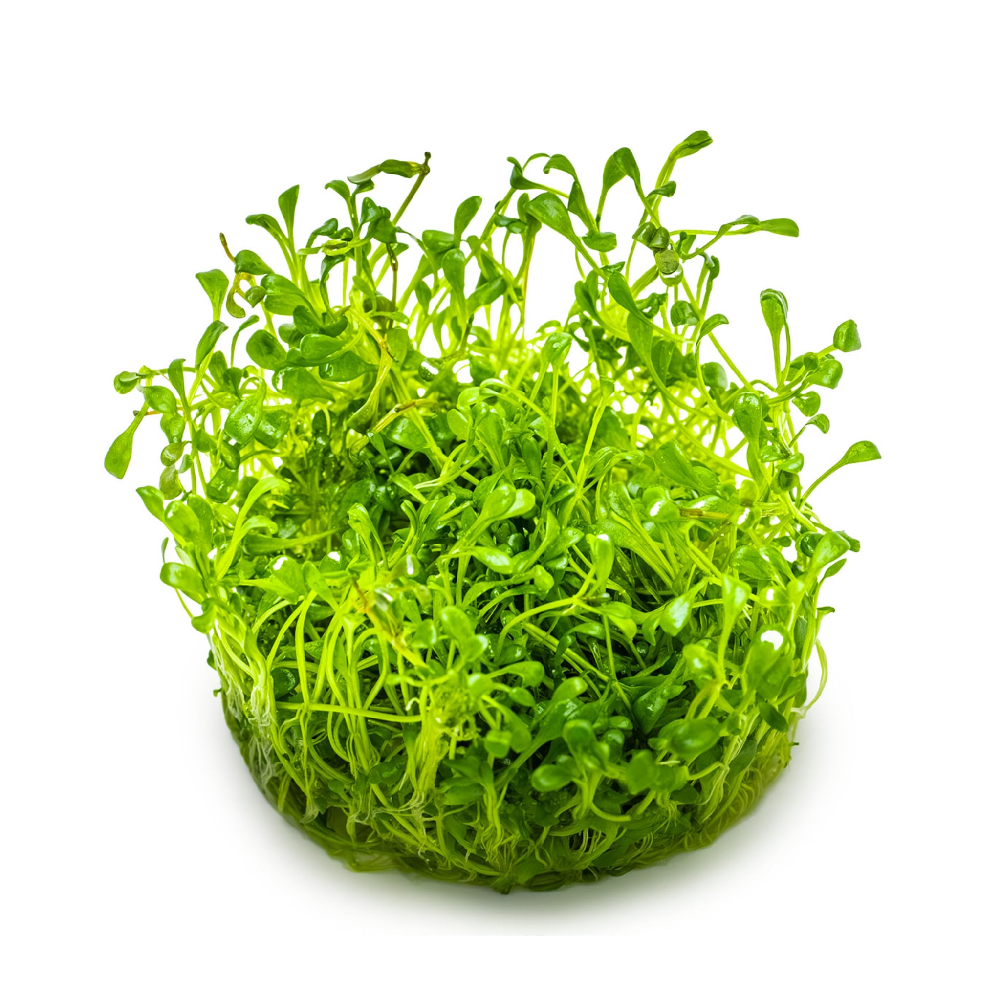 Tropica Glossostigma elatinoides 1-2-GROW!