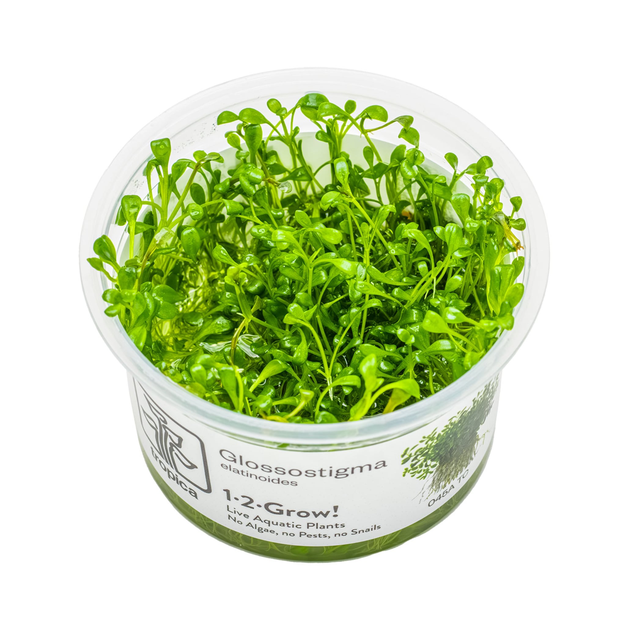 Tropica Glossostigma elatinoides 1-2-GROW!