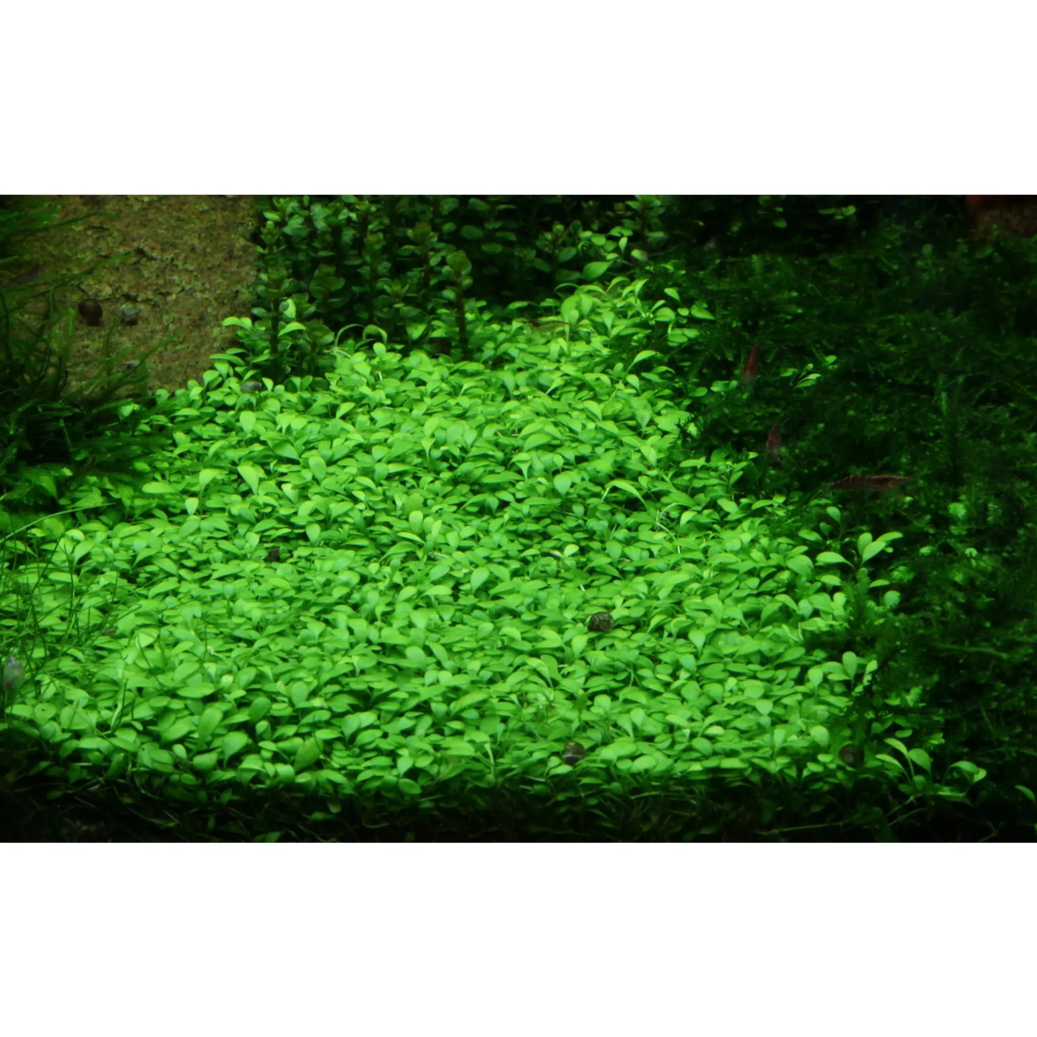 Glossostigma elatinoides - Aqua Essentials