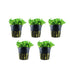 Glossostigma elatinoides x 5 (special order) Aqua Essentials