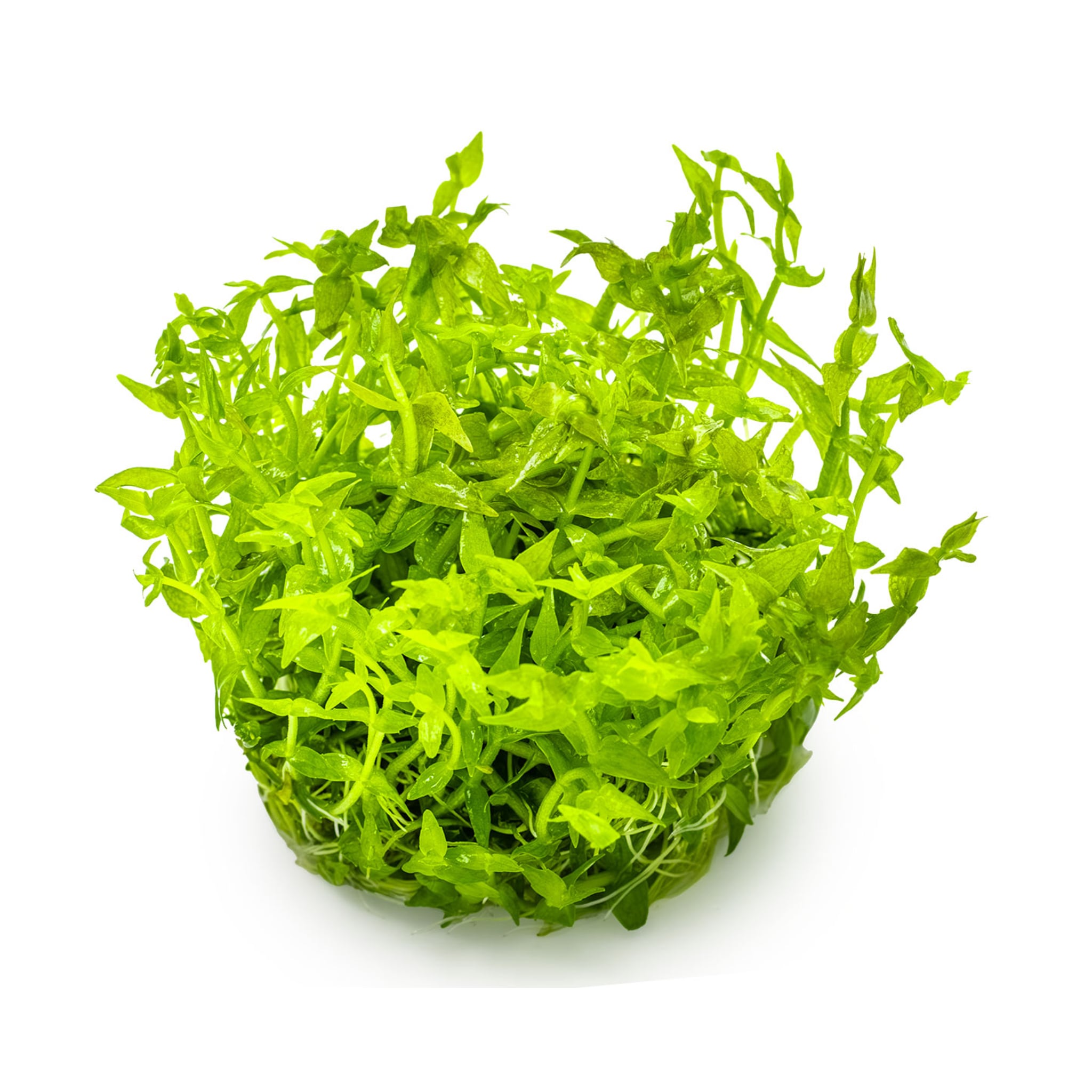 Tropica Gratiola viscidula 1-2-GROW!