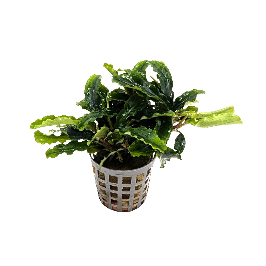 Bucephalandra green velvet