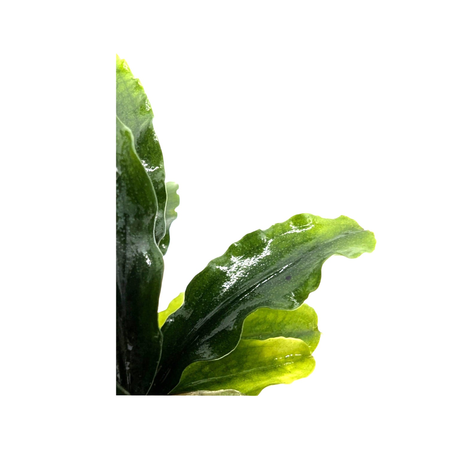 Bucephalandra green velvet