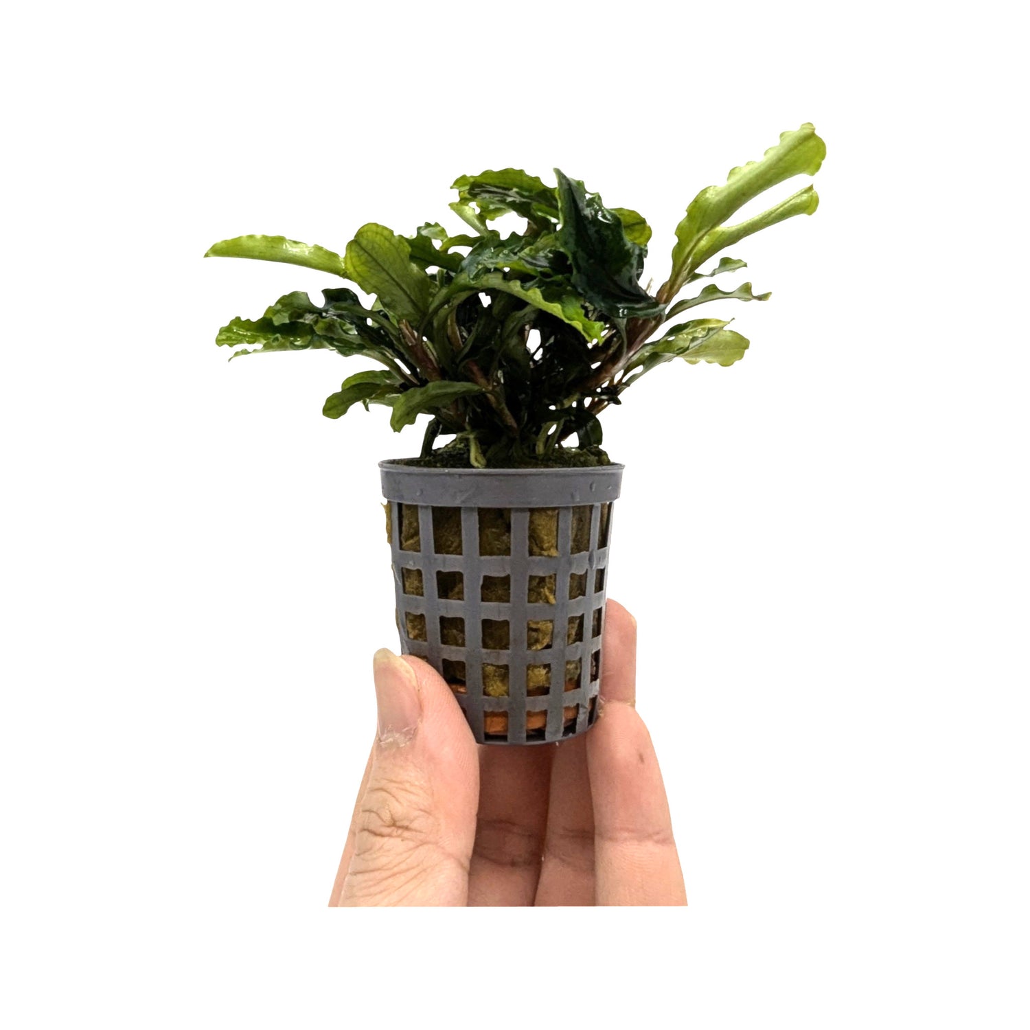 Bucephalandra green velvet
