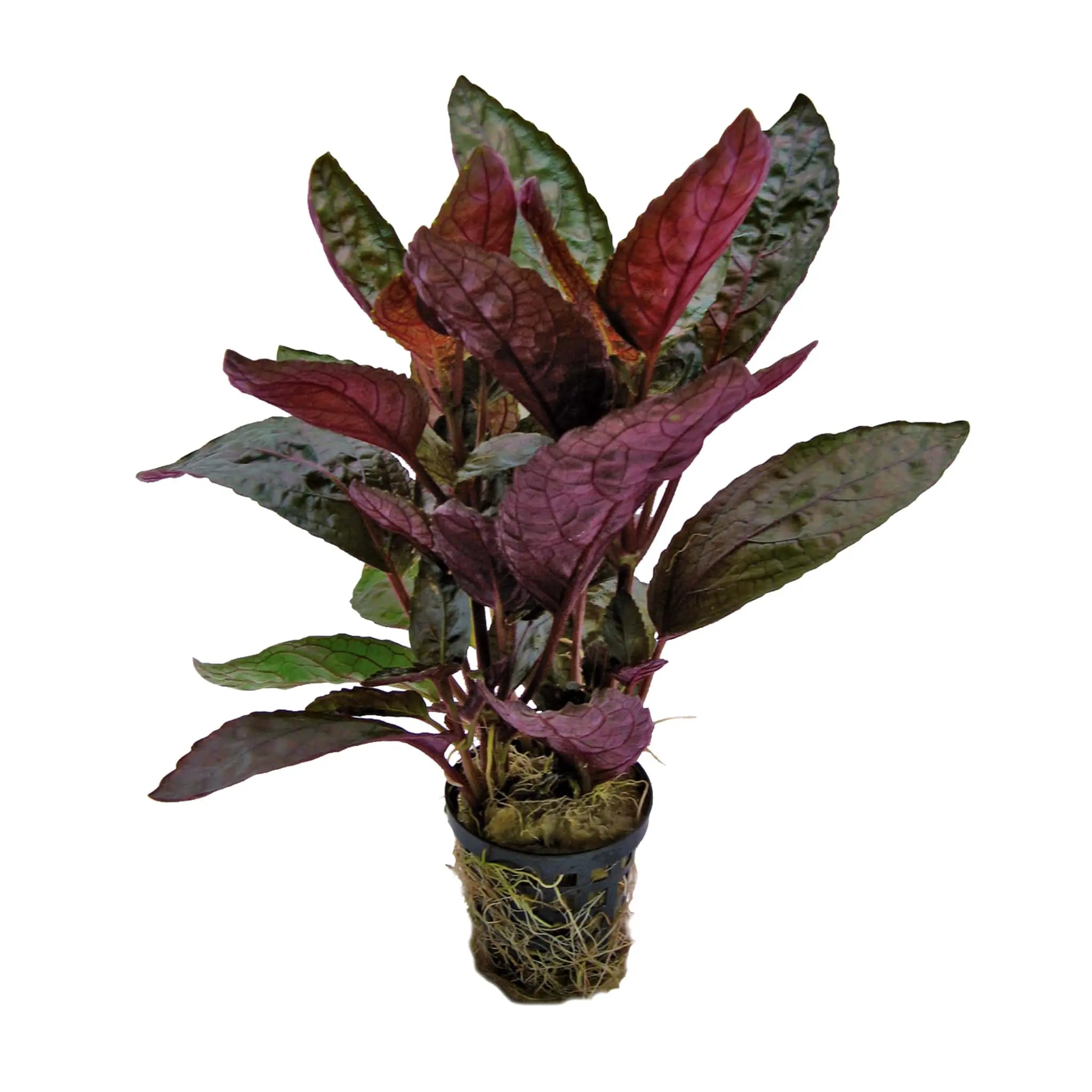 Hemiographis colorata - terrarium plant - Aqua Essentials