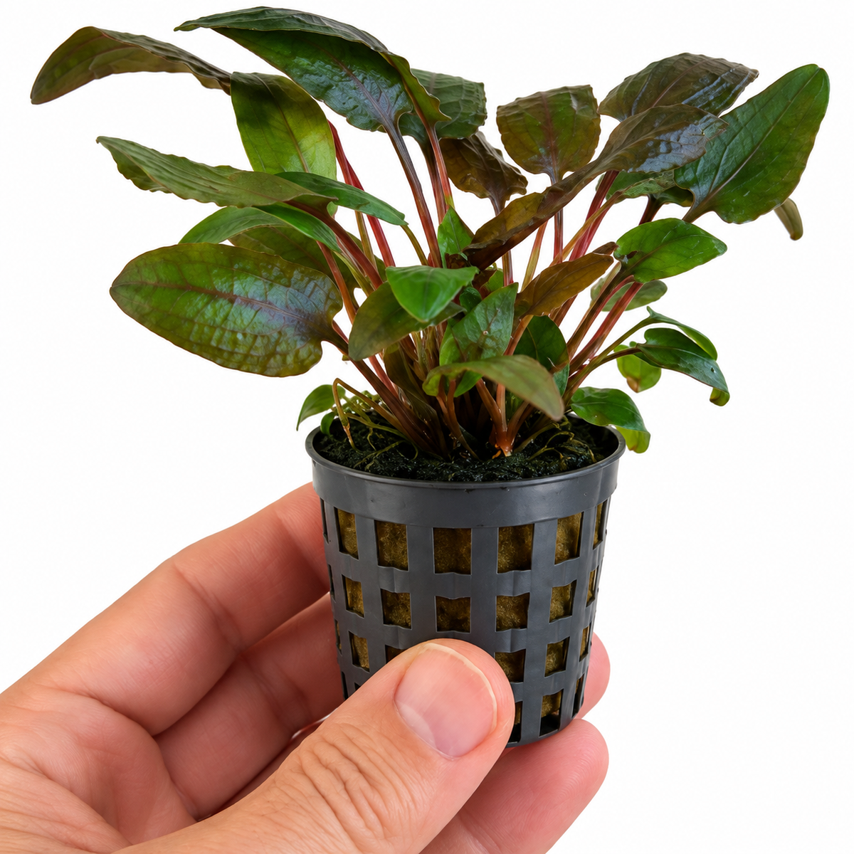 Cryptocoryne bullosa