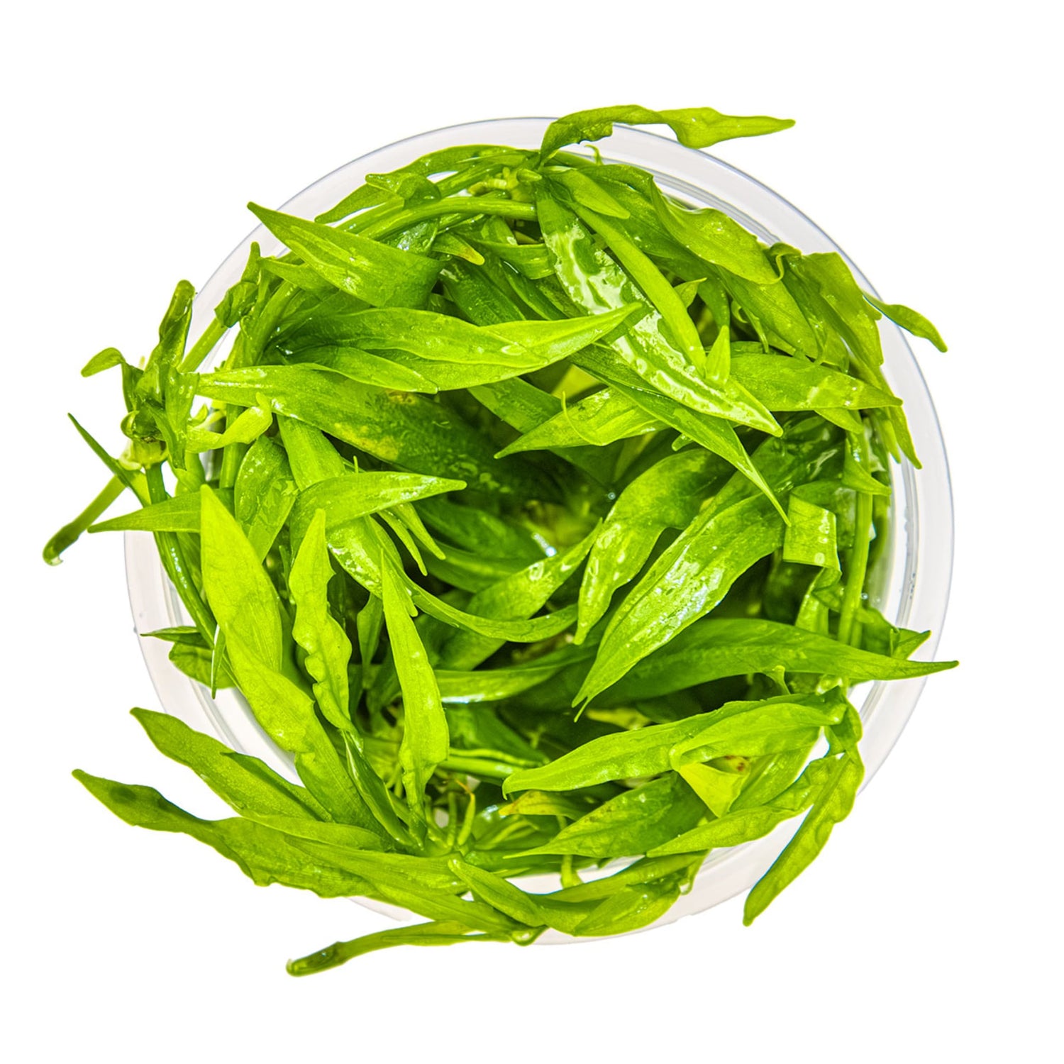 Tropica Helanthium quadricostatus 1-2-GROW!