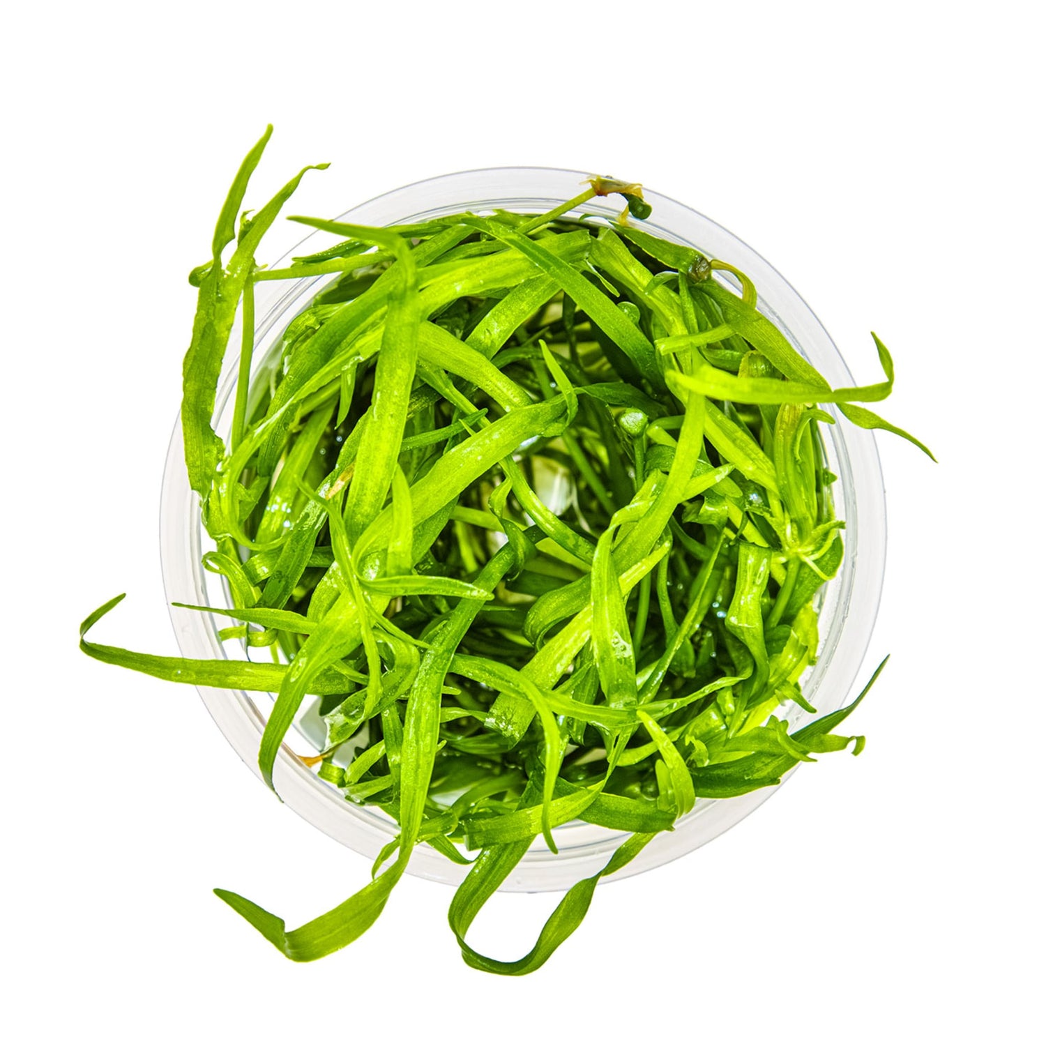 Tropica Helanthium tenellum Green 1-2-GROW!