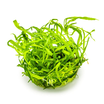 Tropica Helanthium tenellum Green 1-2-GROW!