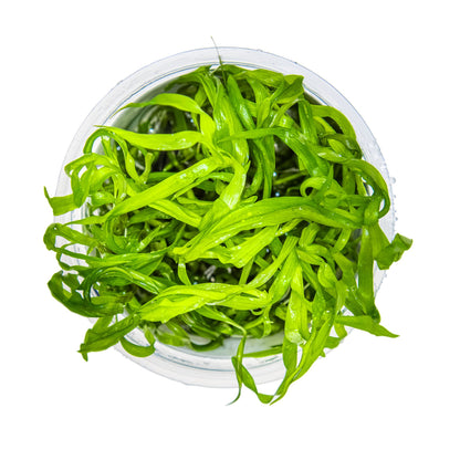 Tropica Heteranthera zosterifolia 1-2-GROW!