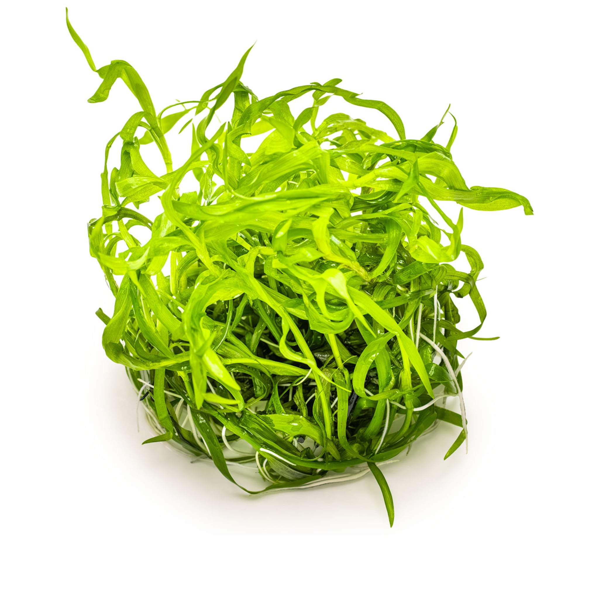 Tropica Heteranthera zosterifolia 1-2-GROW!