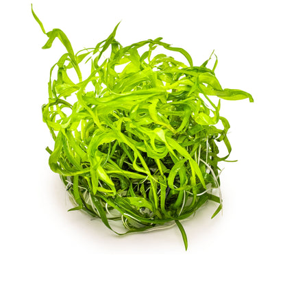 Tropica Heteranthera zosterifolia 1-2-GROW!