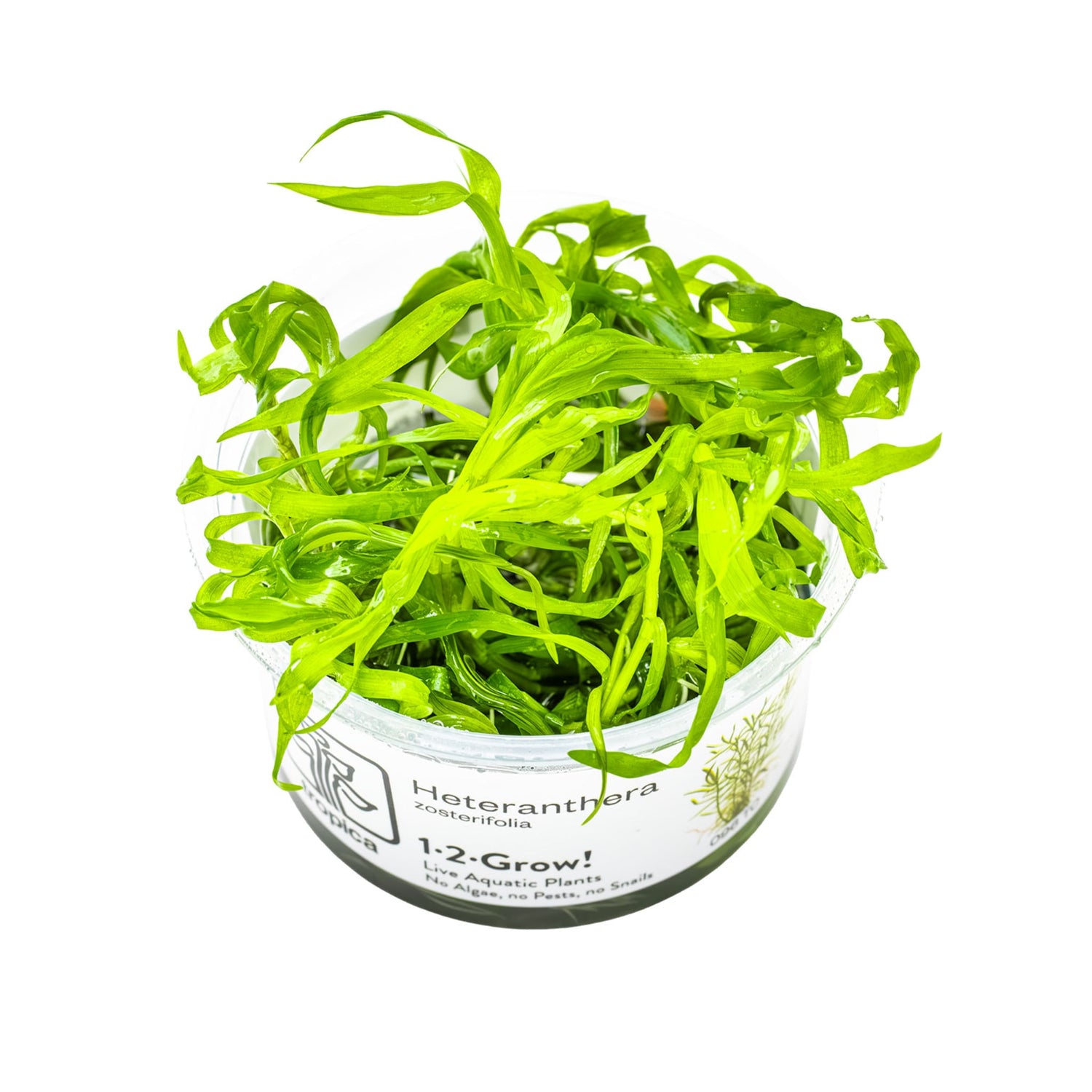Tropica Heteranthera zosterifolia 1-2-GROW!