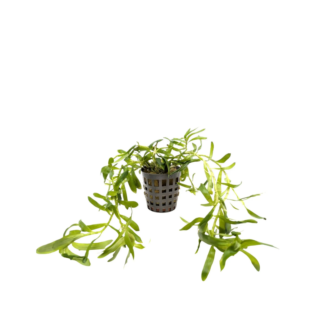 Heteranthera zosterifolia Aquafleur