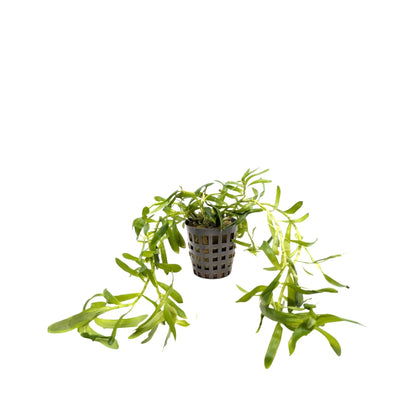 Heteranthera zosterifolia Aquafleur