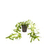 Heteranthera zosterifolia Aquafleur