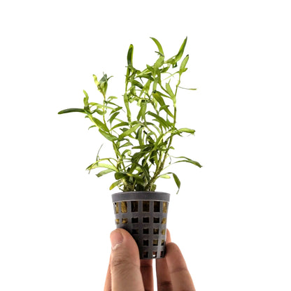 Heteranthera zosterifolia Aquafleur