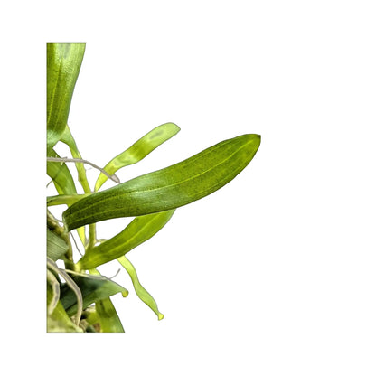 Heteranthera zosterifolia Aquafleur