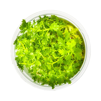 Tropica Hottonia palustris 1-2-GROW!