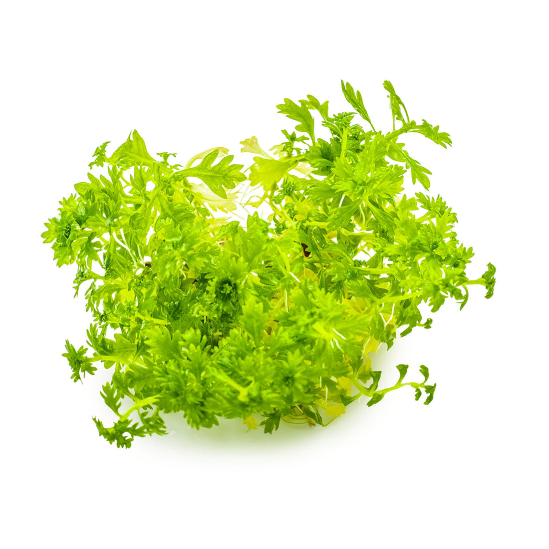 Tropica Hottonia palustris 1-2-GROW!