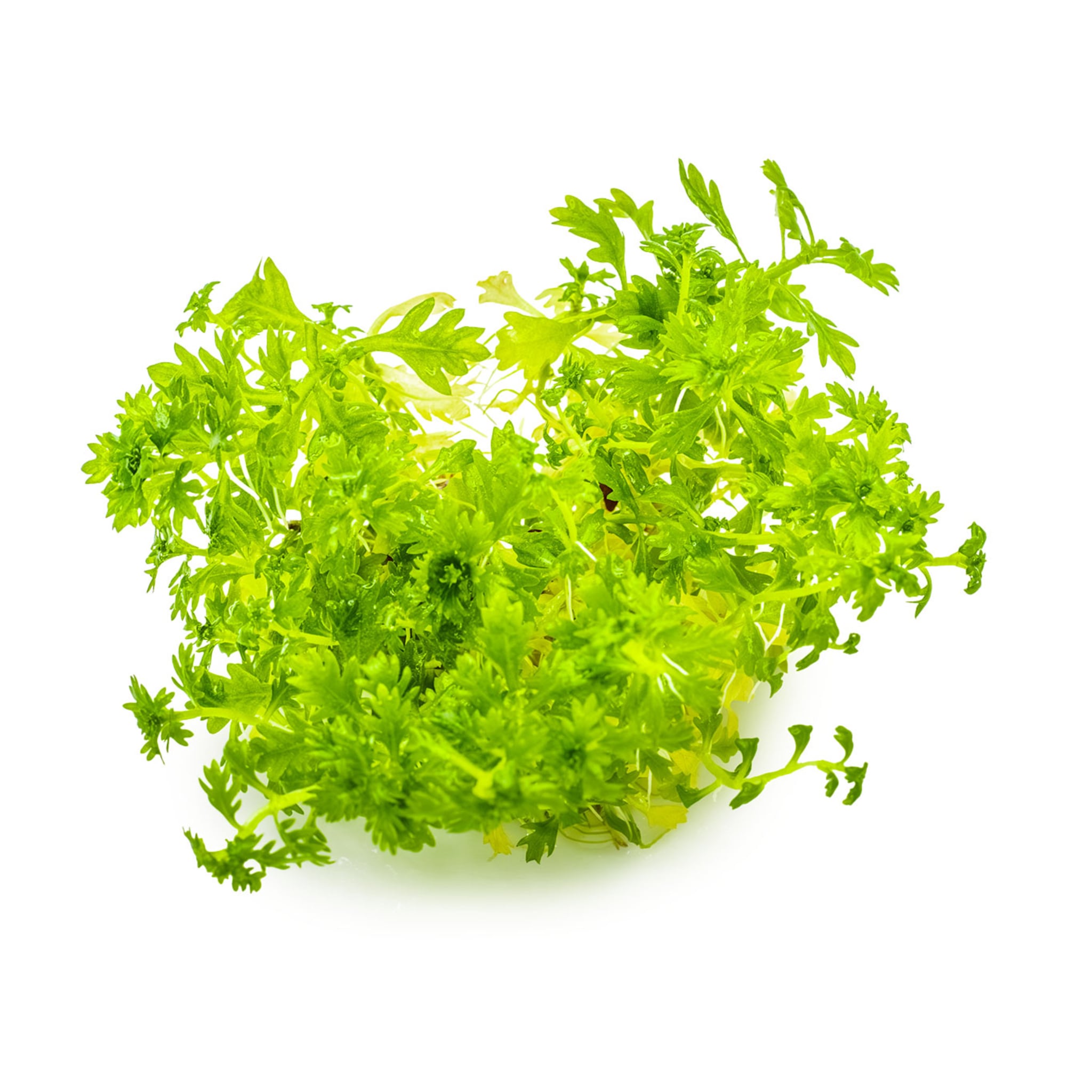 Tropica Hottonia palustris 1-2-GROW!